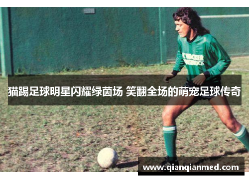 猫踢足球明星闪耀绿茵场 笑翻全场的萌宠足球传奇